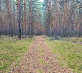 Прирезка лесных участков Кадастровые работы в Волосово